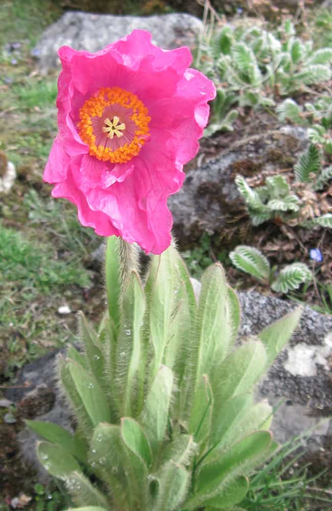 GHT West Bhutan Pink Poppy